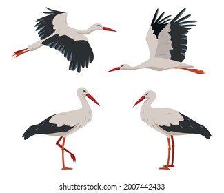 Standing and flying stork birds. Gray and white Storks in different poses isolated on white background. Birds cartoon icon set vector illustration.
