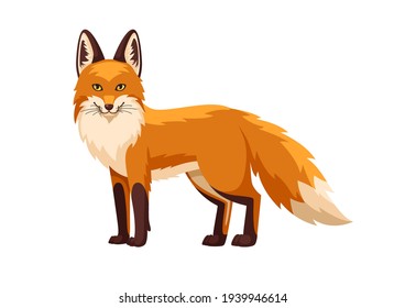 Standing fox isolated white background  Body side view  head in full face  Stock vector illustration  Forest animal 