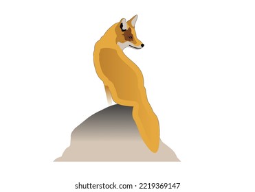 Standing fox isolated on a white background. Body side view, head in full face. Stock vector illustration. Forest animal.