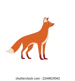 Standing fox isolated on a white background. Body side view, head in full face. Stock vector illustration. Forest animal. eps 10