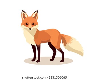 Standing fox isolated on a white background. Body side view, head in full face. Stock vector illustration. Forest animal