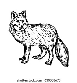 standing fox  - vector illustration sketch hand drawn with black lines, isolated on white background