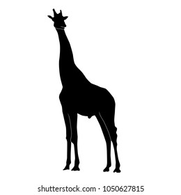 standing giraffe from the side and looking ahead vector black silhouette isolated on white background