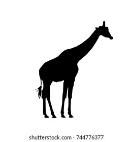 standing giraffe from the side vector black silhouette isolated on white background