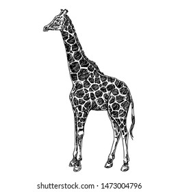 Standing  giraffe. Sketch. Engraving style. Vector illustration.