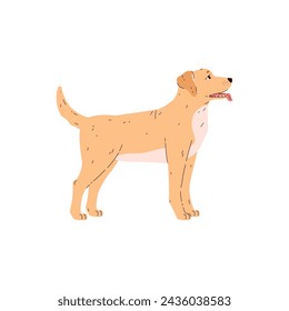 Standing golden labrador dog side view flat style, vector illustration isolated on white background. Decorative design element, friendly pet, pedigree dog