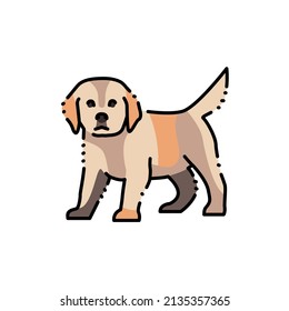 Standing golden retriever puppy color line icon. Pictogram for web page, mobile app, promo.
