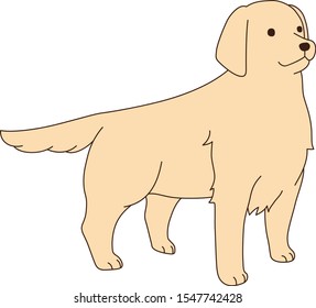 Standing golden retriever vector illust
