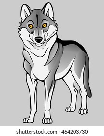 standing gray wolf