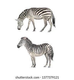 Standing and grazing zebras. Vector illustration isolated on the white background