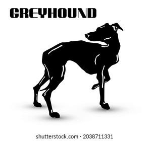 Standing greyhound dog black and white vector illustration isolated on white background.