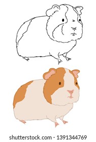 Standing guinea pig illustration on white background. Vector art of hand drawn little cute cavy. Different sketches of small rodents. Drawing animals by free hand.