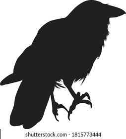 Standing Hawaiian Crow On a Back View Silhouette Found In Hawaii