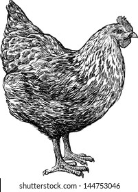 standing hen