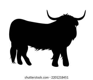 Standing Highland Cattle On a Front View Silhouette Found In Scottish Highlands. Design element for logo, poster, card, banner, emblem, t shirt. Vector illustration.