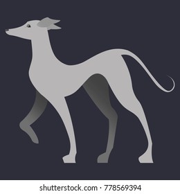 Standing Italian Greyhound Vector Illustration, in color. 