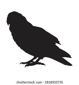 Standing Kakapo Bird (Strigops Habroptilus) On a Side View Silhouette Found In Map Of New Zealand. Good To Use For Element Print Book, Animal Book and Animal Content