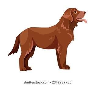 Standing Labrador Retriever Dog Breed with Brown Coat Vector Illustration