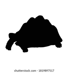 Standing Leopard Tortoise (Geochelone Pardalis) On a Side View Silhouette Found In Map Of Africa. Good To Use For Element Print Book, Animal Book and Animal Content