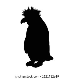 Standing Macaroni Penguin (Eudyptes Chrysolophus) On a Front View Silhouette Found In Map Of Antartica Ocean. Good To Use For Element Print Book, Animal Book and Animal Content