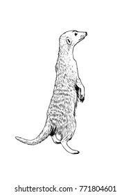 Standing meerkat (surikat). Vector hand drawn illustration