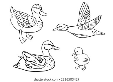 Pato de bebé monocromo de pie. Pato volador. Pájaros de estanque de ilustraciones de líneas vectoriales aislados en fondo blanco. Duckling