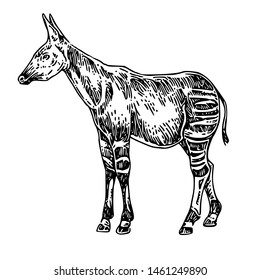 Standing  okapi. Sketch. Engraving style. Vector illustration.