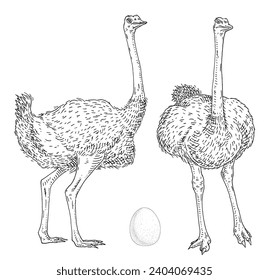 Standing ostrich with egg. Front and side view. Vintage vector engraving black illustration. Isolated on white background. Hand drawn design