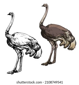 Standing ostrich. Vector vintage hatching color and monochrome illustration. Isolated on white background. Hand drawn design