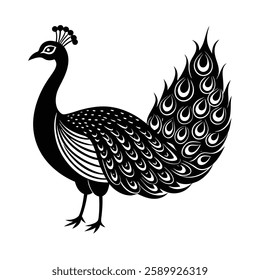 Standing Peacock on White Background