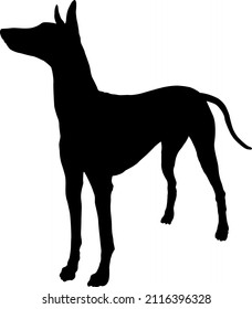 Standing pharaoh hound puppy. Black dog silhouette. Pet animals. Isolated on a white background. Vector illustration.