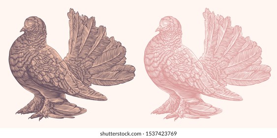 Standing pigeon. Design set. Hand drawn engraving. Editable vector vintage illustration. Isolated on light background. 8 EPS 