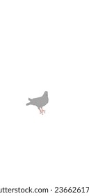 Standing pigeon vector with simple colors