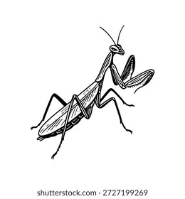 Standing Praying Mantis sketch 31 line art isolated on white background