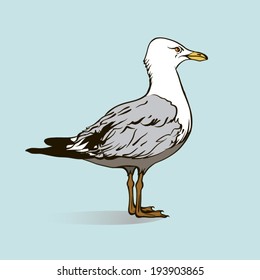 standing in profile one seagull, colored vector illustration