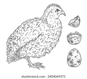 Standing quail with whole egg and broken shell. Side view. Vintage vector engraving black illustration. Isolated on white background. Hand drawn design svg