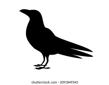 Standing raven bird black silhouette icon vector. Crow black silhouette vector isolated on a white background