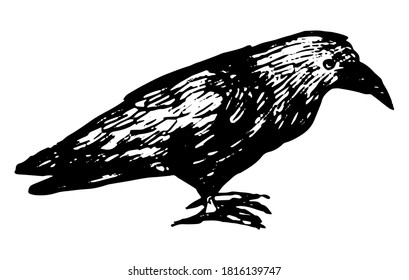 Standing raven doodle. Simple vector hand drawn illustration. Single animal drawing isolated on white. Black contour sketch element for scary halloween design, print, card, decoration, poster, sticker