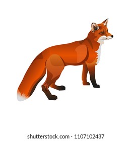 Standing red fox. Side view. Vector illustration isolated on white background