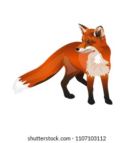 Standing red fox. Vector illustration isolated on white background