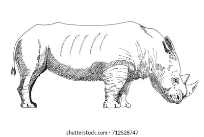 Standing Rhino. A sketch of the liner. Vector