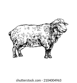 Standing sheep. Side view. Vector vintage hatching black illustration. Isolated on white background. Hand drawn design