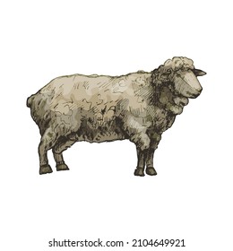 Standing sheep. Side view. Vector vintage hatching color illustration. Isolated on white background. Hand drawn design