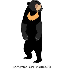 Standing sun bear vector graphic illustration element