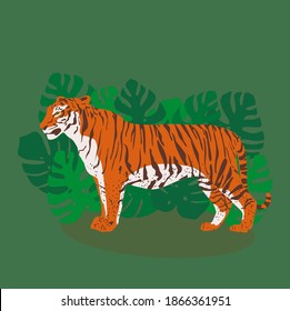Standing tiger in monstera leaves