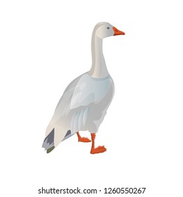 Standing white (snow) goose. Vector illustration isolated on white background