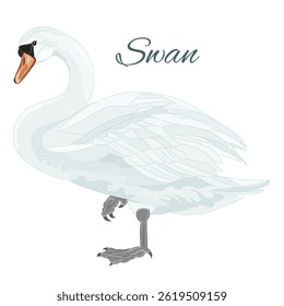 Standing white swan bird  watercolor vintage on a white background vector illustration editable hand draw
