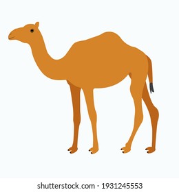 Standing Wild Camel desert Animal Vector. cartoon sideview vector illustration graphic design.
Hand drawn vector image of Camel on white background.