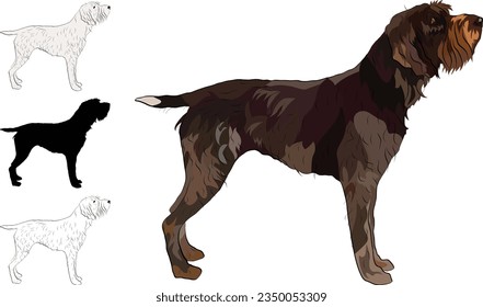 Standing Wirehaired Pointing Griffon detailed drawn dog. Cute side view pet. Logo design, dog silhouette, outlines, dog stroke. Pet character postcard art. Funny dog mascot. Detailed mongrel pet. 