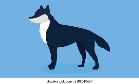 standing wolf on blue background